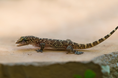 <i class='fa fa-user'></i>&nbsp;Willem Verhagen&nbsp;|  Europese Tjitjak&nbsp; <i class='fa fa-eye'>&nbsp;85</i> &nbsp;<i class='fa fa-thumbs-up'>&nbsp;3</i> &nbsp; <i class='fa fa-comment-o'>&nbsp;4</i>