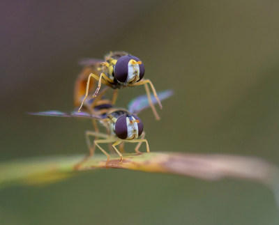 <i class='fa fa-user'></i>&nbsp;pietwil&nbsp;|  Grote Langlijf&nbsp; <i class='fa fa-eye'>&nbsp;105</i> &nbsp;<i class='fa fa-thumbs-up'>&nbsp;13</i> &nbsp; <i class='fa fa-comment-o'>&nbsp;9</i>