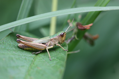 <i class='fa fa-user'></i>&nbsp;Paul Vandebroek&nbsp;|  Krasser&nbsp; <i class='fa fa-eye'>&nbsp;46</i> &nbsp;<i class='fa fa-thumbs-up'>&nbsp;2</i> &nbsp; <i class='fa fa-comment-o'>&nbsp;5</i>