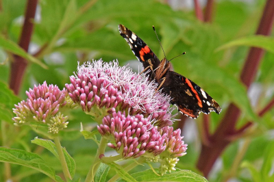 <i class='fa fa-user'></i>&nbsp;kooyammers&nbsp;|  Atalanta&nbsp; <i class='fa fa-eye'>&nbsp;44</i> &nbsp; <i class='fa fa-comment-o'>&nbsp;6</i>