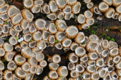 <i class='fa fa-user'></i>&nbsp;Robert Rodenburg&nbsp;|  Breedsporig Hangkommetje&nbsp; <i class='fa fa-eye'>&nbsp;91</i> &nbsp;<i class='fa fa-thumbs-up'>&nbsp;7</i> &nbsp; <i class='fa fa-comment-o'>&nbsp;6</i>