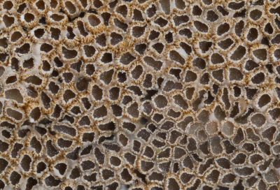 <i class='fa fa-user'></i>&nbsp;Robert Rodenburg&nbsp;|  Breedsporig Hangkommetje&nbsp; <i class='fa fa-eye'>&nbsp;79</i> &nbsp;<i class='fa fa-thumbs-up'>&nbsp;1</i> &nbsp; <i class='fa fa-comment-o'>&nbsp;5</i>