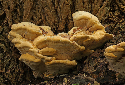 <i class='fa fa-user'></i>&nbsp;Cor&nbsp;|  Essenzwam&nbsp; <i class='fa fa-eye'>&nbsp;61</i> &nbsp;<i class='fa fa-thumbs-up'>&nbsp;3</i> &nbsp; <i class='fa fa-comment-o'>&nbsp;9</i>