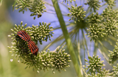 <i class='fa fa-user'></i>&nbsp;Nel R&nbsp;|  Pyjamaschildwants&nbsp; <i class='fa fa-eye'>&nbsp;74</i> &nbsp;<i class='fa fa-thumbs-up'>&nbsp;1</i> &nbsp; <i class='fa fa-comment-o'>&nbsp;5</i>