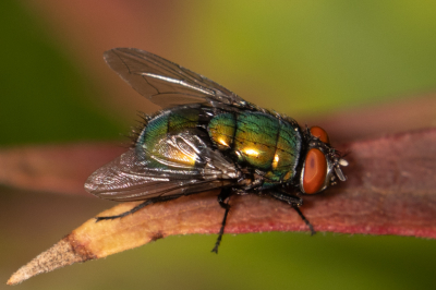 <i class='fa fa-user'></i>&nbsp;Louis56&nbsp;|  Keizersvlieg&nbsp; <i class='fa fa-eye'>&nbsp;68</i> &nbsp; <i class='fa fa-comment-o'>&nbsp;4</i>