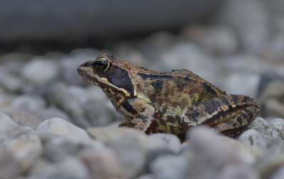 <i class='fa fa-user'></i>&nbsp;ErnovanDoorn&nbsp;|  Bruine Kikker&nbsp; <i class='fa fa-eye'>&nbsp;64</i> &nbsp; <i class='fa fa-comment-o'>&nbsp;3</i>