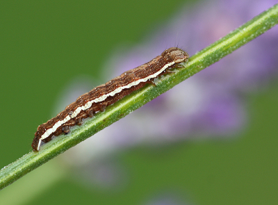 <i class='fa fa-user'></i>&nbsp;Paul Vandebroek&nbsp;|  Vogelwiekje&nbsp; <i class='fa fa-eye'>&nbsp;78</i> &nbsp;<i class='fa fa-thumbs-up'>&nbsp;2</i> &nbsp; <i class='fa fa-comment-o'>&nbsp;7</i>