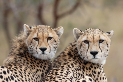 <i class='fa fa-user'></i>&nbsp;Maartenimmerzeel&nbsp;|  Jachtluipaard&nbsp; <i class='fa fa-eye'>&nbsp;109</i> &nbsp;<i class='fa fa-thumbs-up'>&nbsp;4</i> &nbsp; <i class='fa fa-comment-o'>&nbsp;11</i>