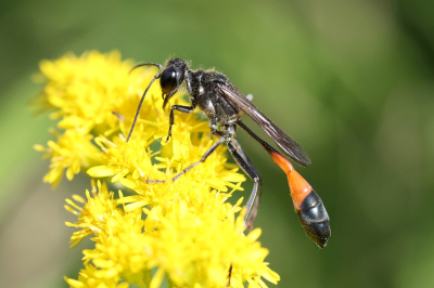 <i class='fa fa-user'></i>&nbsp;Henk Baptist&nbsp;|  Grote Rupsendoder&nbsp; <i class='fa fa-eye'>&nbsp;73</i> &nbsp; <i class='fa fa-comment-o'>&nbsp;3</i>