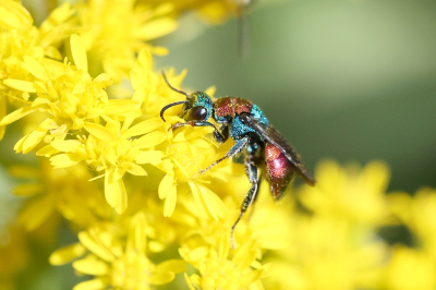 <i class='fa fa-user'></i>&nbsp;Henk Baptist&nbsp;|  Juweelwesp&nbsp; <i class='fa fa-eye'>&nbsp;79</i> &nbsp;<i class='fa fa-thumbs-up'>&nbsp;1</i> &nbsp; <i class='fa fa-comment-o'>&nbsp;4</i>