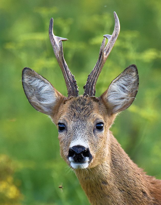 <i class='fa fa-user'></i>&nbsp;robert-jan&nbsp;|  Ree&nbsp; <i class='fa fa-eye'>&nbsp;130</i> &nbsp;<i class='fa fa-thumbs-up'>&nbsp;9</i> &nbsp; <i class='fa fa-comment-o'>&nbsp;5</i>