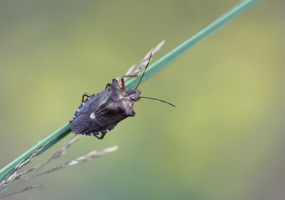 <i class='fa fa-user'></i>&nbsp;Paul Vandebroek&nbsp;|  Roodpootschildwants&nbsp; <i class='fa fa-eye'>&nbsp;60</i> &nbsp;<i class='fa fa-thumbs-up'>&nbsp;2</i> &nbsp; <i class='fa fa-comment-o'>&nbsp;5</i>