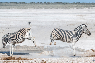 <i class='fa fa-user'></i>&nbsp;harrie69&nbsp;|  Gewone Zebra&nbsp; <i class='fa fa-eye'>&nbsp;80</i> &nbsp;<i class='fa fa-thumbs-up'>&nbsp;2</i> &nbsp; <i class='fa fa-comment-o'>&nbsp;5</i>