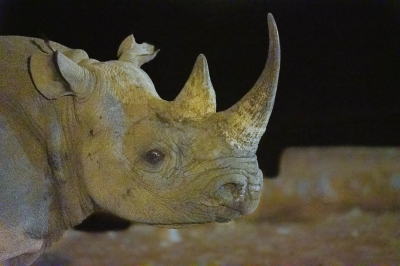 <i class='fa fa-user'></i>&nbsp;harrie69&nbsp;|  Zwarte Neushoorn&nbsp; <i class='fa fa-eye'>&nbsp;97</i> &nbsp; <i class='fa fa-comment-o'>&nbsp;2</i>