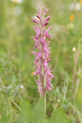 <i class='fa fa-user'></i> Willem Verhagen | Heilige Orchis  <i class='fa fa-eye'> 67</i>   <i class='fa fa-comment-o'> 3</i>