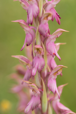 <i class='fa fa-user'></i> Willem Verhagen | Heilige Orchis  <i class='fa fa-eye'> 68</i>   <i class='fa fa-comment-o'> 3</i>