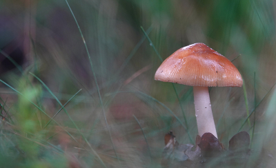 <i class='fa fa-user'></i>&nbsp;nelappelmelk&nbsp;|  Roodbruine Slanke Amaniet&nbsp; <i class='fa fa-eye'>&nbsp;96</i> &nbsp;<i class='fa fa-thumbs-up'>&nbsp;3</i> &nbsp; <i class='fa fa-comment-o'>&nbsp;3</i>