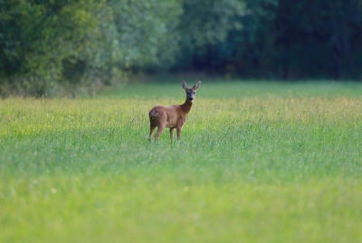 <i class='fa fa-user'></i>&nbsp;jeb&nbsp;|  Ree&nbsp; <i class='fa fa-eye'>&nbsp;94</i> &nbsp;<i class='fa fa-thumbs-up'>&nbsp;2</i> &nbsp; <i class='fa fa-comment-o'>&nbsp;5</i>