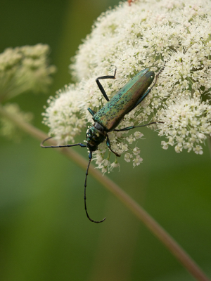 <i class='fa fa-user'></i>&nbsp;Truus Aletta Maan&nbsp;|  Muskusboktor&nbsp; <i class='fa fa-eye'>&nbsp;67</i> &nbsp;<i class='fa fa-thumbs-up'>&nbsp;1</i> &nbsp; <i class='fa fa-comment-o'>&nbsp;5</i>