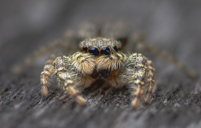 Deze spinnen soort heb ik regelmatig op foto's voorbij zien komen. Vindt ze altijd haast menselijke trekjes hebben, deze blijkt in onze tuintafel te wonen en komt  regelmatig even kijken. Na flink wat pogingen hem/ haar mooi op de foto te zetten raakt het beestje steeds meer vertrouwd met de camera. Regelmatig kijkt het me recht aan als ik dichter bij kom, zo ook voor deze foto.