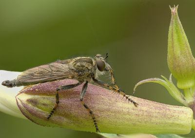 <i class='fa fa-user'></i>&nbsp;janvangastel&nbsp;|  Ringpootroofvlieg&nbsp; <i class='fa fa-eye'>&nbsp;71</i> &nbsp;<i class='fa fa-thumbs-up'>&nbsp;3</i> &nbsp; <i class='fa fa-comment-o'>&nbsp;5</i>