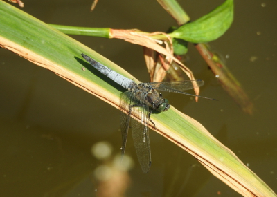 <i class='fa fa-user'></i>&nbsp;Jovanzo&nbsp;|  Gewone Oeverlibel&nbsp; <i class='fa fa-eye'>&nbsp;65</i> &nbsp;<i class='fa fa-thumbs-up'>&nbsp;1</i> &nbsp; <i class='fa fa-comment-o'>&nbsp;2</i>