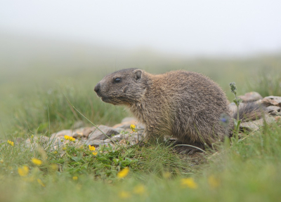 <i class='fa fa-user'></i>&nbsp;koekieman&nbsp;|  Alpenmarmot&nbsp; <i class='fa fa-eye'>&nbsp;129</i> &nbsp;<i class='fa fa-thumbs-up'>&nbsp;3</i> &nbsp; <i class='fa fa-comment-o'>&nbsp;8</i>