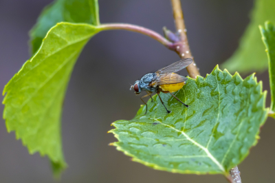 <i class='fa fa-user'></i>&nbsp;Martin Verbeeten&nbsp;|  Pegomya sp.&nbsp; <i class='fa fa-eye'>&nbsp;62</i> &nbsp;<i class='fa fa-thumbs-up'>&nbsp;2</i> &nbsp; <i class='fa fa-comment-o'>&nbsp;1</i>