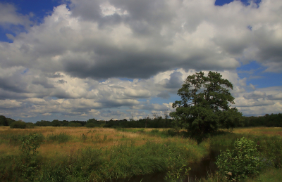 <i class='fa fa-user'></i>&nbsp;Tineke Strijbosch&nbsp;|  Hollandse zomerluchten&nbsp; <i class='fa fa-eye'>&nbsp;82</i> &nbsp;<i class='fa fa-thumbs-up'>&nbsp;1</i> &nbsp; <i class='fa fa-comment-o'>&nbsp;5</i>