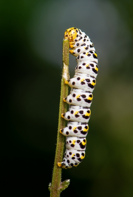 <i class='fa fa-user'></i>&nbsp;pietwil&nbsp;|  Helmkruidvlinder&nbsp; <i class='fa fa-eye'>&nbsp;69</i> &nbsp;<i class='fa fa-thumbs-up'>&nbsp;4</i> &nbsp; <i class='fa fa-comment-o'>&nbsp;6</i>