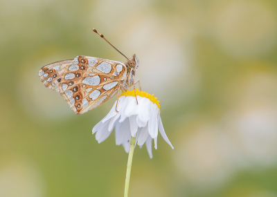 <i class='fa fa-user'></i>&nbsp;Tom&nbsp;|  Kleine Parelmoervlinder&nbsp; <i class='fa fa-eye'>&nbsp;120</i> &nbsp;<i class='fa fa-thumbs-up'>&nbsp;10</i> &nbsp; <i class='fa fa-comment-o'>&nbsp;6</i>