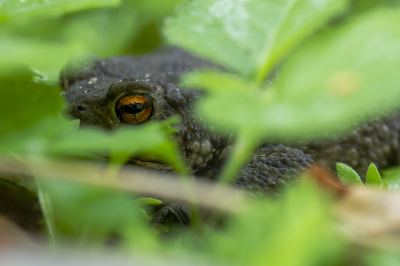 <i class='fa fa-user'></i>&nbsp;ErnovanDoorn&nbsp;|  Gewone pad&nbsp; <i class='fa fa-eye'>&nbsp;53</i> &nbsp; <i class='fa fa-comment-o'>&nbsp;2</i>