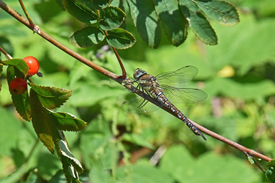 <i class='fa fa-user'></i>&nbsp;kooyammers&nbsp;|  Paardenbijter&nbsp; <i class='fa fa-eye'>&nbsp;40</i> &nbsp;<i class='fa fa-thumbs-up'>&nbsp;1</i> &nbsp; <i class='fa fa-comment-o'>&nbsp;1</i>
