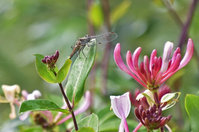 <i class='fa fa-user'></i>&nbsp;kooyammers&nbsp;|  Bloedrode Heidelibel&nbsp; <i class='fa fa-eye'>&nbsp;46</i> &nbsp;<i class='fa fa-thumbs-up'>&nbsp;1</i> &nbsp; <i class='fa fa-comment-o'>&nbsp;1</i>