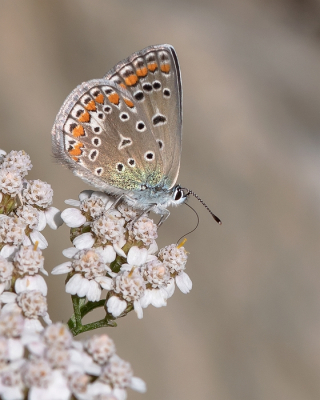 <i class='fa fa-user'></i>&nbsp;Johan van Gurp&nbsp;|  Icarusblauwtje&nbsp; <i class='fa fa-eye'>&nbsp;83</i> &nbsp;<i class='fa fa-thumbs-up'>&nbsp;6</i> &nbsp; <i class='fa fa-comment-o'>&nbsp;6</i>