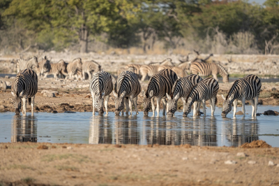 <i class='fa fa-user'></i>&nbsp;harrie69&nbsp;|  Gewone Zebra&nbsp; <i class='fa fa-eye'>&nbsp;65</i> &nbsp;<i class='fa fa-thumbs-up'>&nbsp;1</i> &nbsp; <i class='fa fa-comment-o'>&nbsp;1</i>