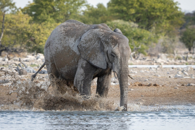 <i class='fa fa-user'></i>&nbsp;harrie69&nbsp;|  Afrikaanse Olifant&nbsp; <i class='fa fa-eye'>&nbsp;78</i> &nbsp; <i class='fa fa-comment-o'>&nbsp;3</i>