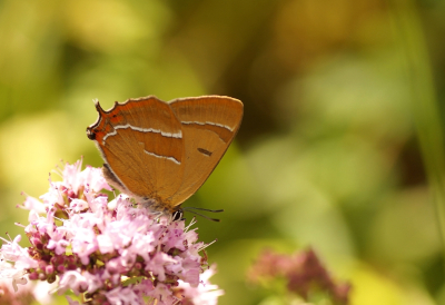 <i class='fa fa-user'></i>&nbsp;Jelle Bakker&nbsp;|  Sleedoornpage&nbsp; <i class='fa fa-eye'>&nbsp;75</i> &nbsp; <i class='fa fa-comment-o'>&nbsp;4</i>