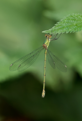 <i class='fa fa-user'></i>&nbsp;Leo Tukker&nbsp;|  Houtpantserjuffer&nbsp; <i class='fa fa-eye'>&nbsp;55</i> &nbsp;<i class='fa fa-thumbs-up'>&nbsp;2</i> &nbsp; <i class='fa fa-comment-o'>&nbsp;3</i>