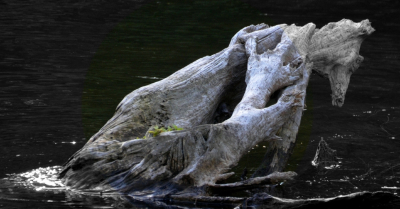 <i class='fa fa-user'></i> B.M.Schouten-Ruis | Verweerd stuk hout in de Kralingse Plas  <i class='fa fa-eye'> 84</i>  <i class='fa fa-thumbs-up'> 4</i>   <i class='fa fa-comment-o'> 5</i>