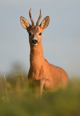 <i class='fa fa-user'></i>&nbsp;robert-jan&nbsp;|  Ree&nbsp; <i class='fa fa-eye'>&nbsp;87</i> &nbsp; <i class='fa fa-comment-o'>&nbsp;4</i>