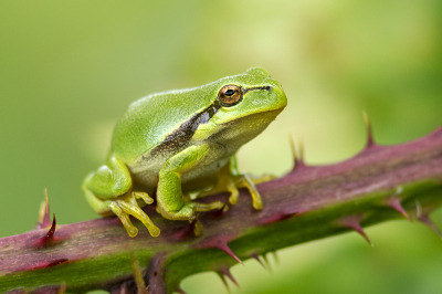 <i class='fa fa-user'></i>&nbsp;Bertus&nbsp;|  Europese Boomkikker&nbsp; <i class='fa fa-eye'>&nbsp;108</i> &nbsp;<i class='fa fa-thumbs-up'>&nbsp;9</i> &nbsp; <i class='fa fa-comment-o'>&nbsp;8</i>