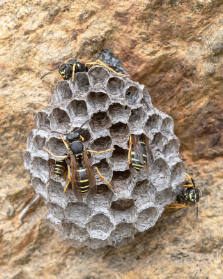 <i class='fa fa-user'></i>&nbsp;Johan van Gurp&nbsp;|  Bergveldwesp&nbsp; <i class='fa fa-eye'>&nbsp;75</i> &nbsp; <i class='fa fa-comment-o'>&nbsp;5</i>