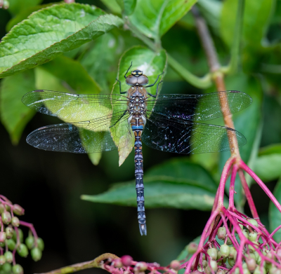 <i class='fa fa-user'></i>&nbsp;pietwil&nbsp;|  Paardenbijter&nbsp; <i class='fa fa-eye'>&nbsp;64</i> &nbsp;<i class='fa fa-thumbs-up'>&nbsp;1</i> &nbsp; <i class='fa fa-comment-o'>&nbsp;2</i>