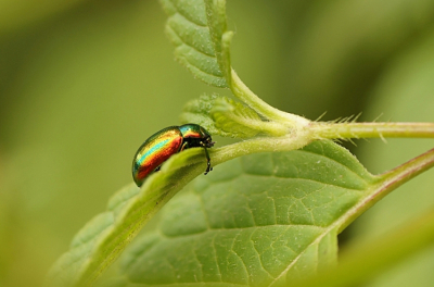 <i class='fa fa-user'></i>&nbsp;Jelle Bakker&nbsp;|  Hennepnetelgoudhaantje&nbsp; <i class='fa fa-eye'>&nbsp;51</i> &nbsp; <i class='fa fa-comment-o'>&nbsp;2</i>