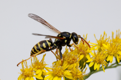 <i class='fa fa-user'></i>&nbsp;Henk Baptist&nbsp;|  Franse Veldwesp&nbsp; <i class='fa fa-eye'>&nbsp;53</i> &nbsp;<i class='fa fa-thumbs-up'>&nbsp;1</i> &nbsp; <i class='fa fa-comment-o'>&nbsp;3</i>