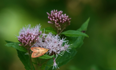 <i class='fa fa-user'></i>&nbsp;nelappelmelk&nbsp;|  Rozenblaadje&nbsp; <i class='fa fa-eye'>&nbsp;69</i> &nbsp;<i class='fa fa-thumbs-up'>&nbsp;1</i> &nbsp; <i class='fa fa-comment-o'>&nbsp;6</i>