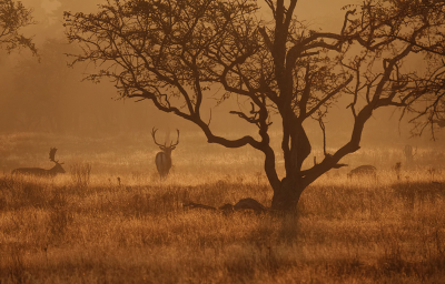 <i class='fa fa-user'></i>&nbsp;Jurgen Maassen&nbsp;|  Damhert&nbsp; <i class='fa fa-eye'>&nbsp;126</i> &nbsp;<i class='fa fa-thumbs-up'>&nbsp;5</i> &nbsp; <i class='fa fa-comment-o'>&nbsp;10</i>