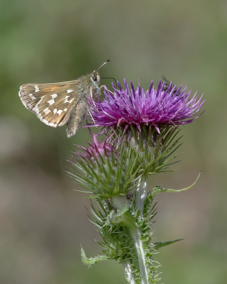 <i class='fa fa-user'></i>&nbsp;Johan van Gurp&nbsp;|  Kommavlinder&nbsp; <i class='fa fa-eye'>&nbsp;69</i> &nbsp;<i class='fa fa-thumbs-up'>&nbsp;5</i> &nbsp; <i class='fa fa-comment-o'>&nbsp;5</i>