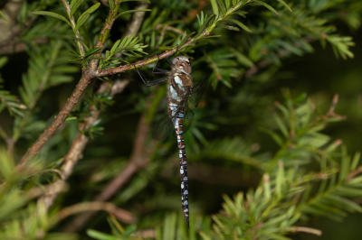 <i class='fa fa-user'></i>&nbsp;Louis56&nbsp;|  Paardenbijter&nbsp; <i class='fa fa-eye'>&nbsp;55</i> &nbsp; <i class='fa fa-comment-o'>&nbsp;3</i>